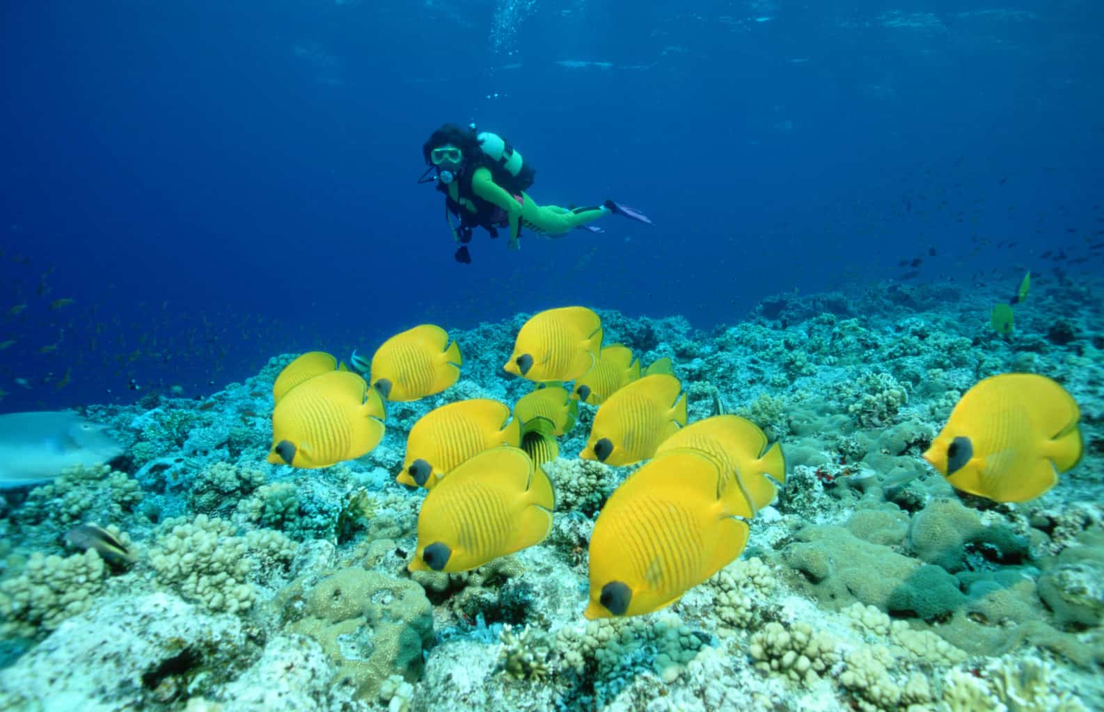 Indsprøjtning audition Bunke af Hurghada Diving Holidays | Red Sea Diving | Diverse Travel UK