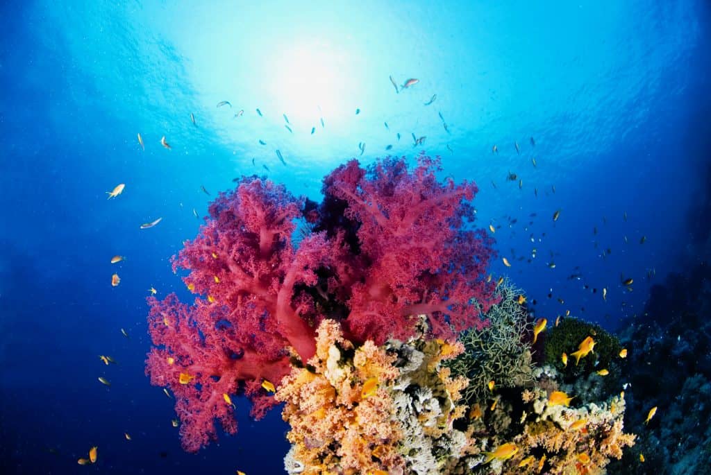 Red Sea Diving Holidays | Dive Holiday Experts | Diverse Travel UK
