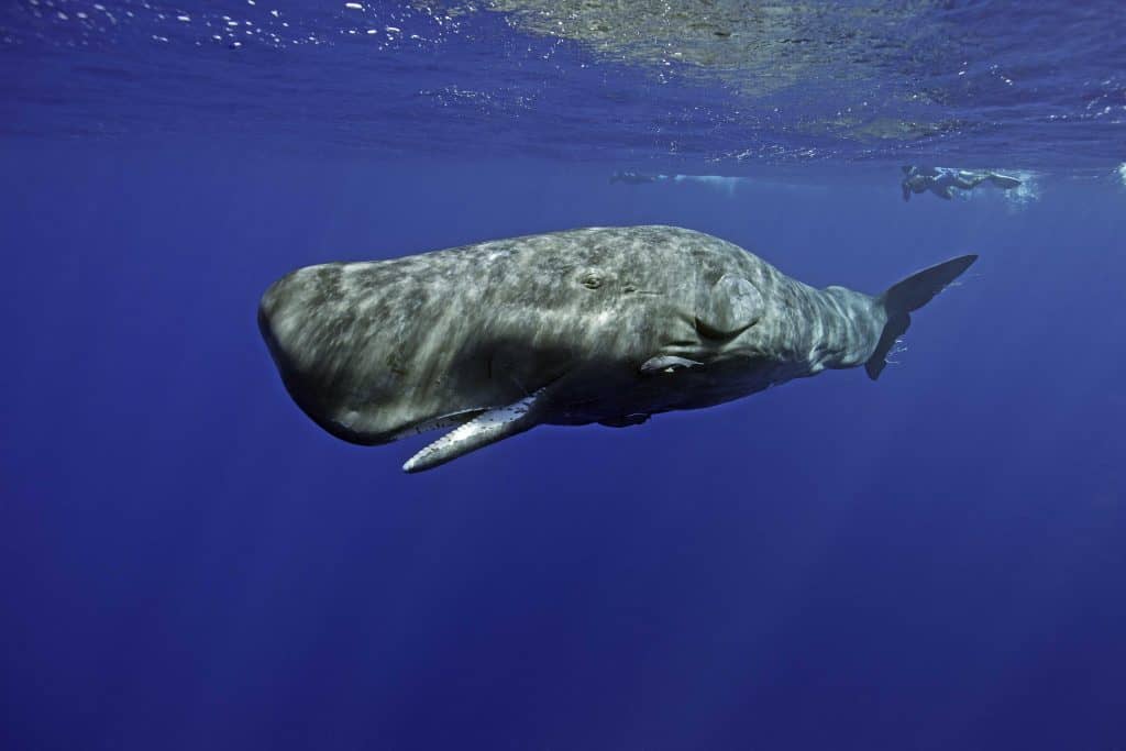 Sperm Whales in Dominica | Dominica Diving Holidays | Diverse Travel UK