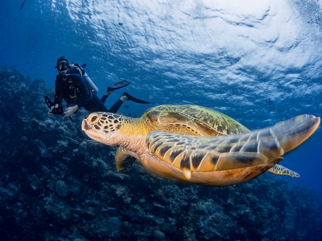 Take a Passport to Paradise | Diverse Dive Blog