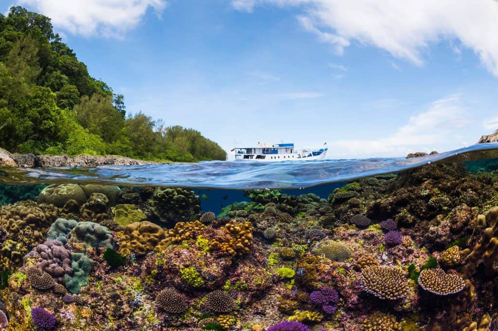 Emperor Bilikiki Solomon Islands Photo Matt Smith