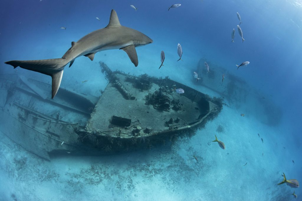 Bahamas Shark And Wreck