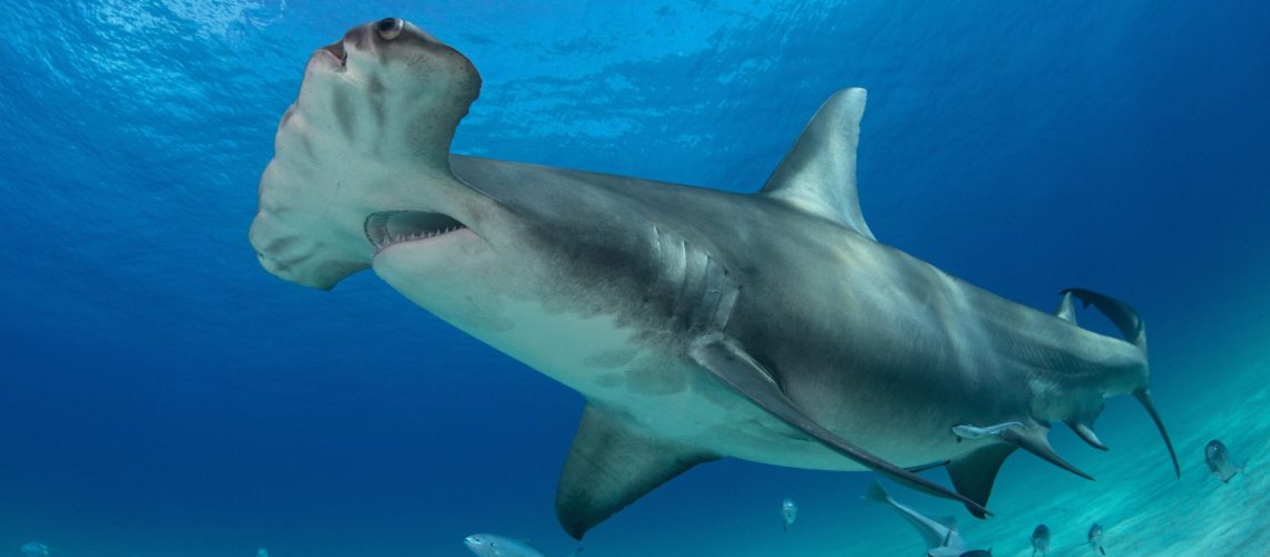 Shark Diving Holidays - Hammerhead Shark In The Bahamas Header